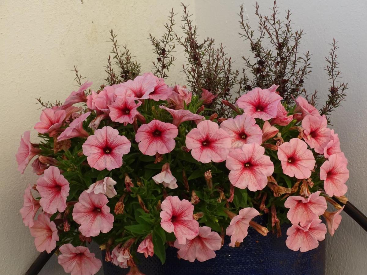 Casa Dos 2 Patios By Stay In Alentejo วิลานอวา ดิ มิลฟงติส ภายนอก รูปภาพ